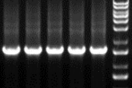 分子实验